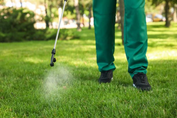 Wasp Removal Services in Anaheim, CA