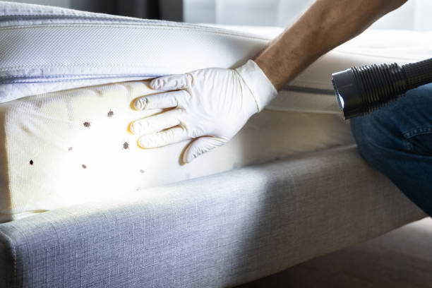 Reliable Anaheim, CA Pest Control Solutions