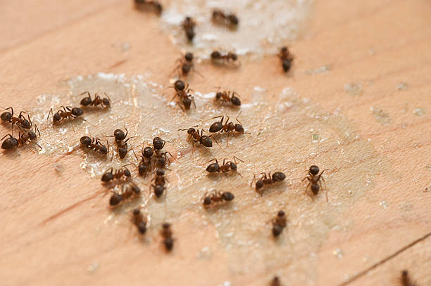 Best Pest Removal Services  in Anaheim, CA